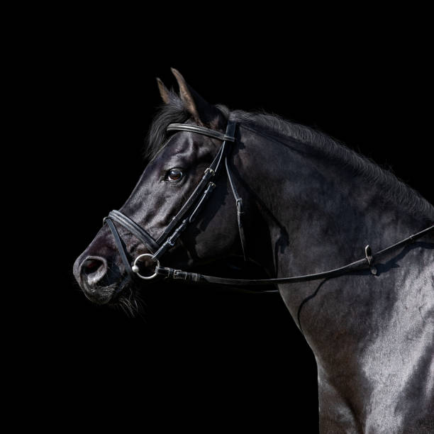 Arabian stallion head in bridle closeup isolated on black.