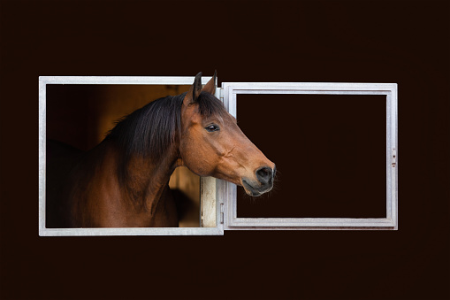 Portrait of Trakehner horse isolated on black background.