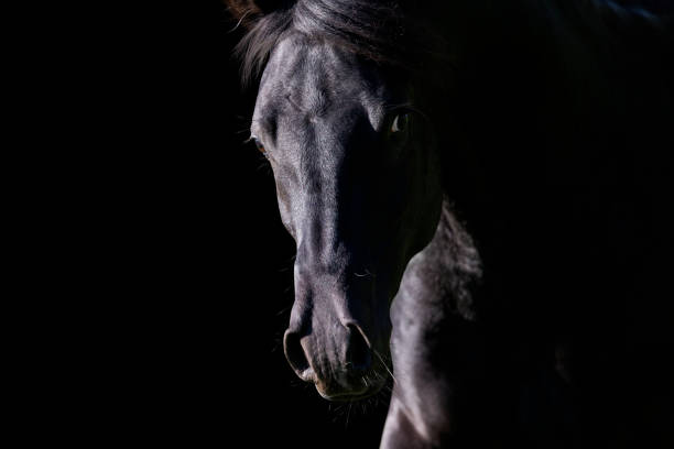 istock Portrait of black horse looking forward on black background. 1356007777