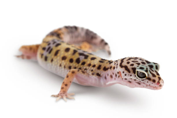 istock Leopard gecko or Eublepharis macularius isolated on white background with clipping path and full depth of field 1356007894