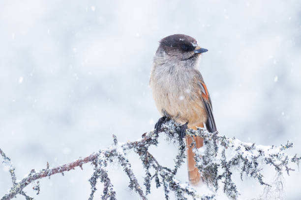 istock Cute Siberian jay, Perisoreus infaustus, during a heavy snowfall in a cold taiga forest 1356007978