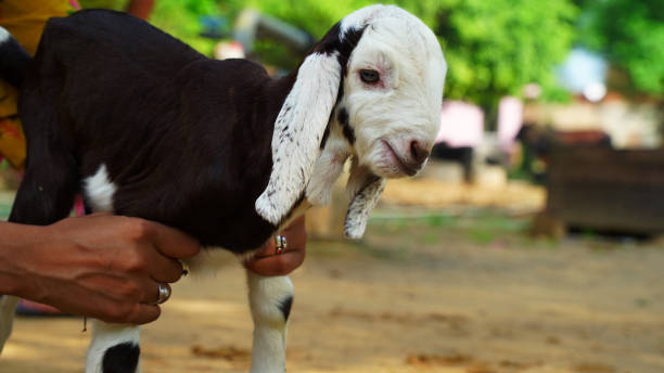 istock Young white goat kid playing on green meadow on a sunny spring day. 1356008009