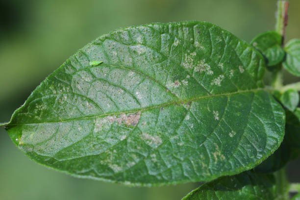 istock Potato leafhopper - Empoasca fabae - damages crops through direct feeding on the sap. It is a piercing-sucking insect that causes injury referred to as “hopperburn. Larva on potato leaf and damage. 1356008068