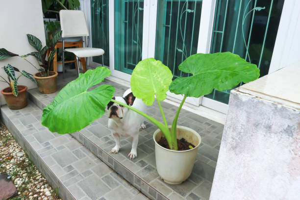 Alocasia macrorrhizos and French bulldog or a dog and plants stock photo