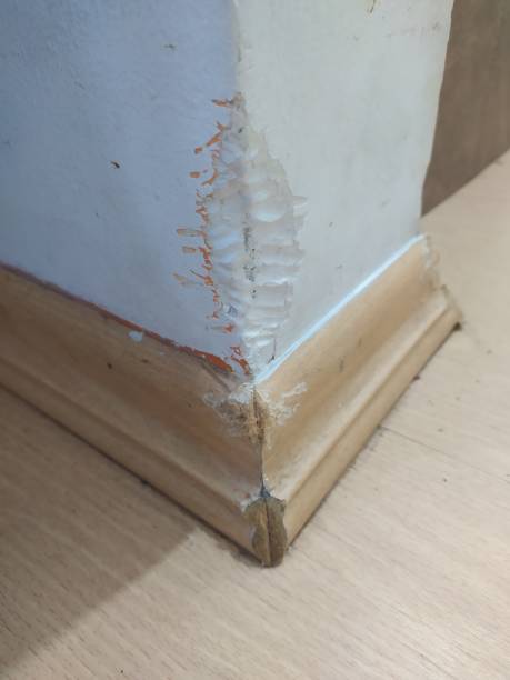 istock A wall chewed at by a dog 1356008656