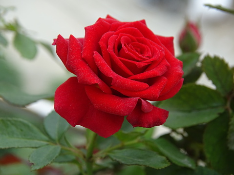 The vibrant red colour of the blooming rose is outstanding. The flower, the petals, and the leaves look pretty.The red rose blossom is blossoming at the dawn of the day. The bright red roses perfectly express the emotions of romance and abiding love. In addition to beauty and passion, red roses also symbolise courage. The red rose is also a symbol of power. The Rose is the queen of flowers. The rose flowers release heavenly fragrance and send strong feelings of love and joy. The close-up of the blooming red rose blossom is beautiful. The green leafy background is attractive.