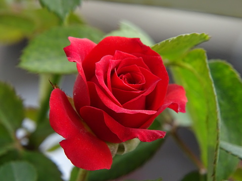 The vibrant red colour of the blossoming rose is outstanding. The flower, the bud, and the sepals look pretty.The red rose blossom is blossoming at the dawn of the day. The bright red roses perfectly express the emotions of romance and abiding love. In addition to beauty and passion, red roses also symbolise courage. The red rose is also a symbol of power. The Rose is the queen of flowers. The rose flowers release heavenly fragrance and send strong feelings of love and joy. The close-up of the blossoming red rose blossom is beautiful.