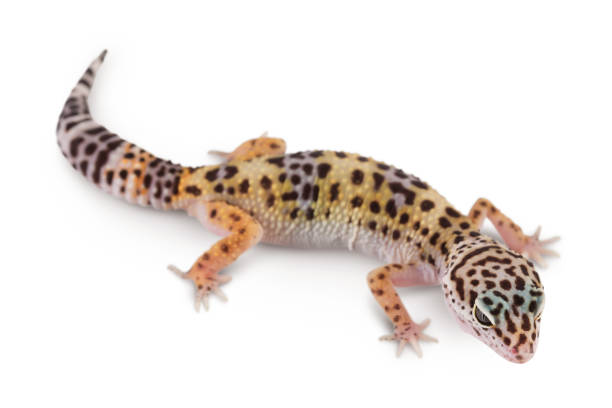 istock Leopard gecko or Eublepharis macularius isolated on white background with clipping path and full depth of field 1356008930