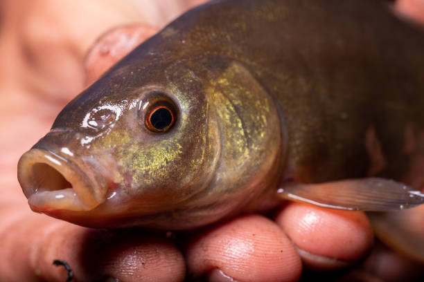 istock Small fish Tinca tinca with red eyes, on the hands. Close-up. 1356009054