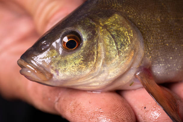 istock Small fish Tinca tinca with red eyes, on the hands. Close-up. 1356009088
