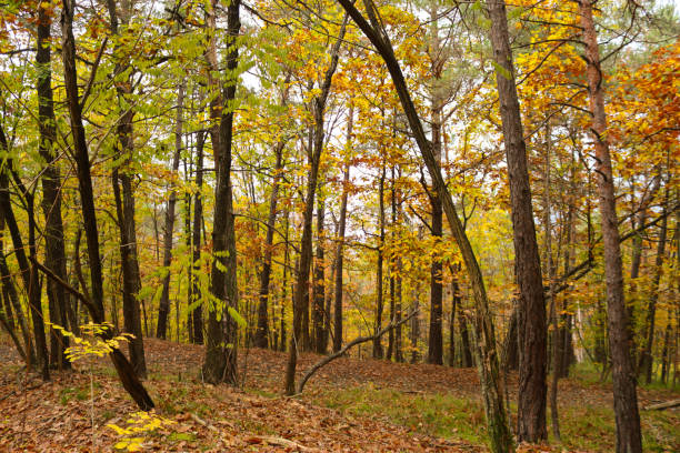 istock Autumn colours in the village 1356010343