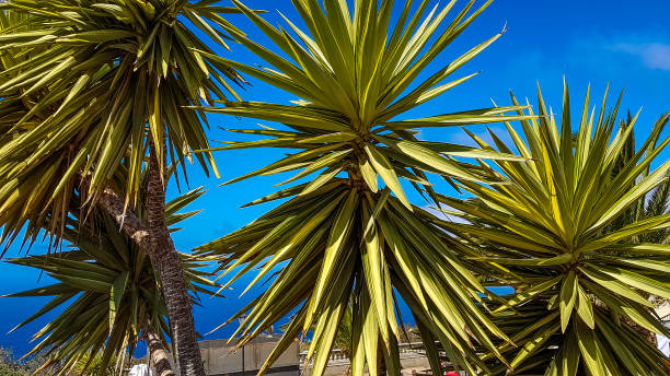 Holidays on the island of La Palma stock photo