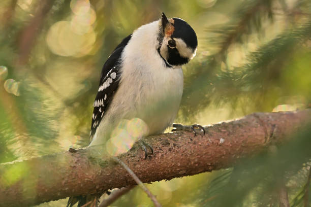 Downy woodpecker tilting head to look at another downy directly above