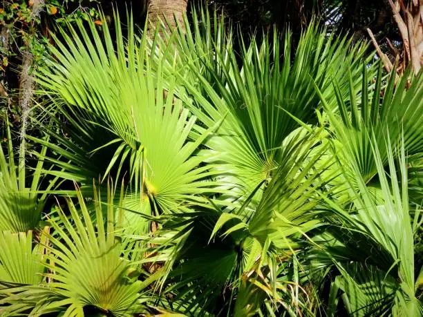 Many palm fronds fill in the frame, in a natural setting.