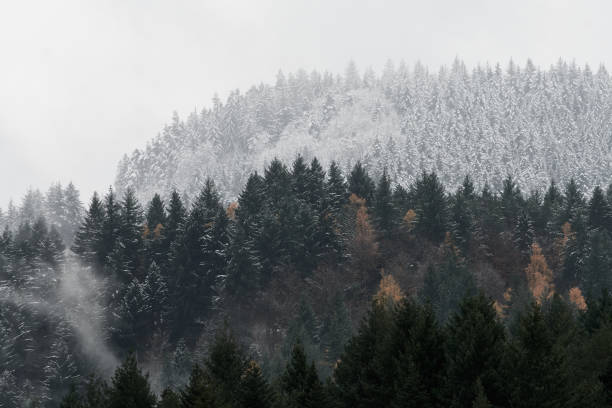 istock First snow on the upper coniferous trees in Black Forest on a misty day 1356012498