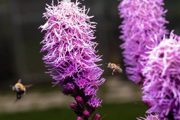 Photo of Bees collect honey from the purple Liatris spicata flower. Macro, frozen motion.