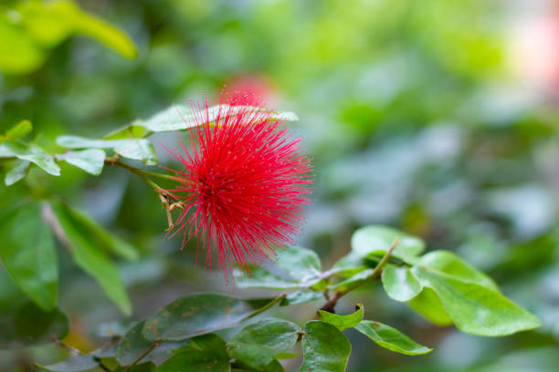 Red flower of the Pohutukawa or Metrosideros against blurred green natural background