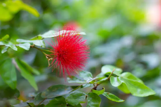 Photo of Red Metrosideros flower