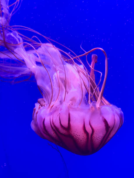 istock beautiful majestic jellyfish in ocean 1356012654