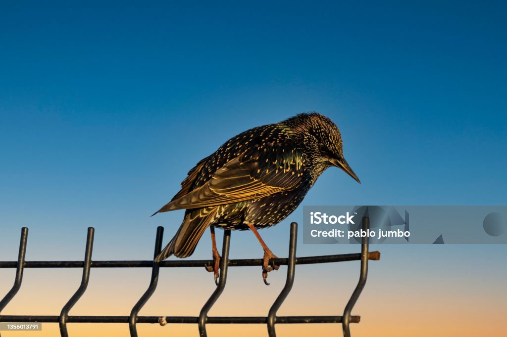 estornino pinto bird in ireland sunset Animal Stock Photo