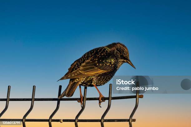Estornino Pinto bird In Ireland Sunset Stock Photo - Download Image Now - Animal, Animal Body Part, Animal Themes