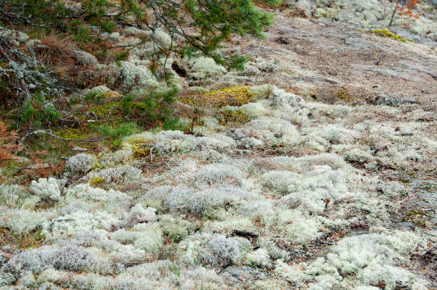 istock Reindeer lichen on rock beneath pine, background 1356013897