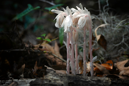 Close up of ghost pipes also known as Indian pipes growing in North Central Florida.