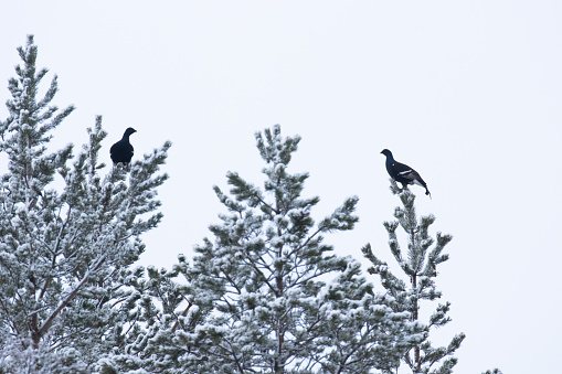 Two male Black grouses, Lyrurus tetrix feeding on Pine needles during a harsh and cold winter day in taiga forest near Kuusamo, Northern Finland.