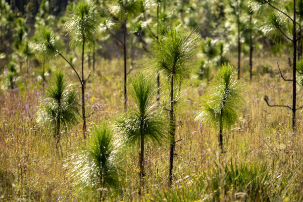 Morning light on young pines growing next to seepage slope filled with wildflowers. Photo taken at Pine Log state forest in northwest Florida.  Nikon D750 with Nikon 200mm macro lens