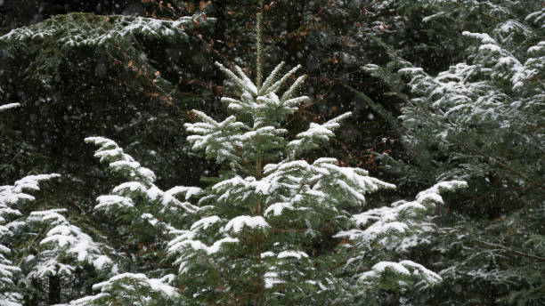 istock Close-up of a conifer in the snowfall 1356015739
