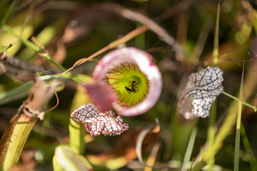 Single pitcher pant with caught prey deep in the plant's throat. Photo taken at Pine Log state forest in northwest Florida.  Nikon D750 with Nikon 200mm macro lens