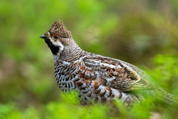istock A male Hazel grouse (Tetrastes bonasia) with a raised crest feathers in a green, lush and old boreal forest 1356016477
