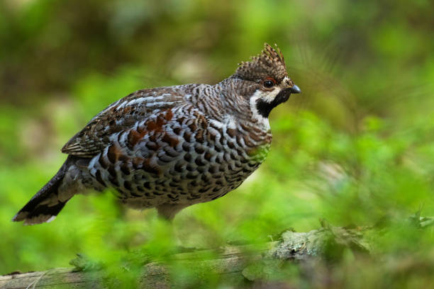 A male Hazel grouse (Tetrastes bonasia) with a raised crest feathers in a green, lush and old boreal forest during spring breeding season in Estonia, Northern Europe.