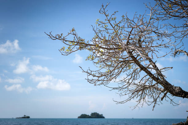 An exotic tree with dried leaf and branch on the beach shoreline with background of island in far away. Nature and outdoor scenic view photo.