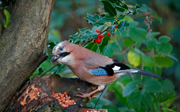 istock Eurasian jay collecting nuts to cache in the woods 1356017051