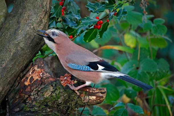 istock Eurasian jay collecting nuts to cache in the woods 1356017720