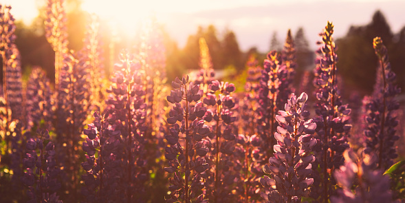 Blooming lupines in sunlight on warm summer evening in Dalarna, Sweden.