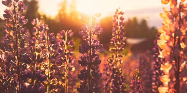 evening sunlight in a meadow with flowers - dalarna imagens e fotografias de stock