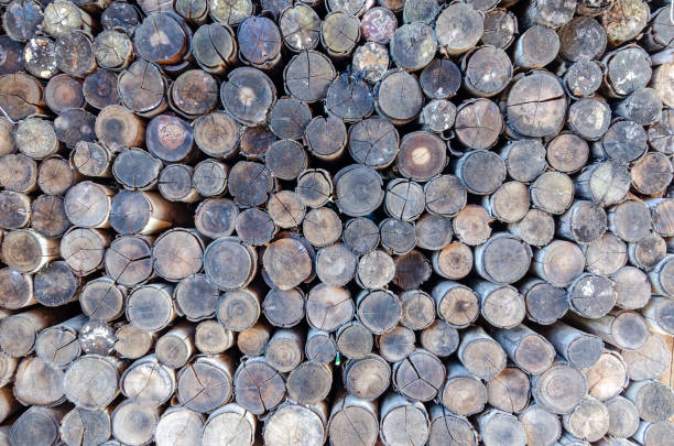istock Pile of aged logs 1356018082
