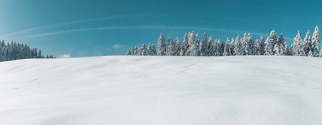 Snowy winter landscape with blue skies and fir trees