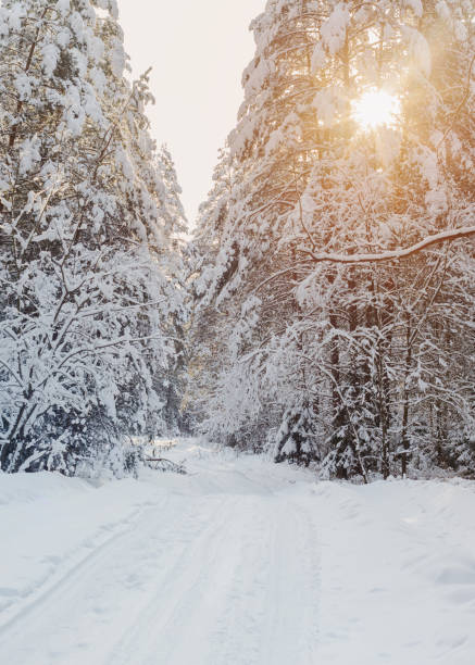 istock winter road in wood with snow and sunlight 1356018420