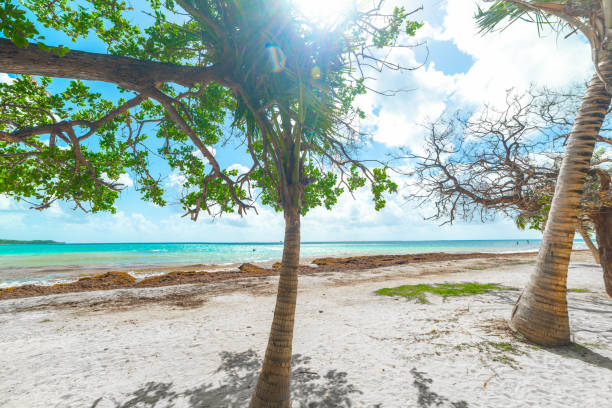 istock Palm trees and white sand in Pointe de la Saline beach in Guadeloupe 1356020826