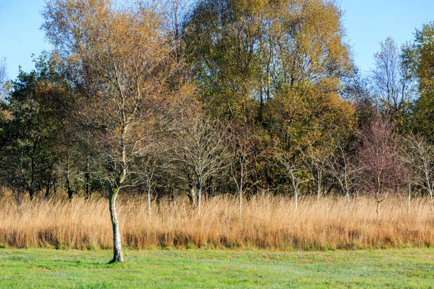 istock Scottish woodland 1356020851