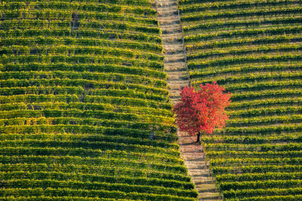 Amazing fall season colors near Serralunga d'Alba village. In the Langhe region, Cuneo, Piedmont, Italy. Amazing fall season colors near Serralunga d'Alba village. In the Langhe region, Cuneo, Piedmont, Italy. cuneo stock pictures, royalty-free photos & images