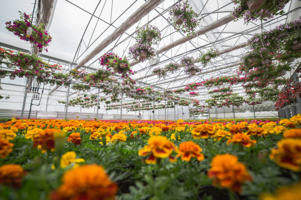 istock greenhouse with flowers 1356021762