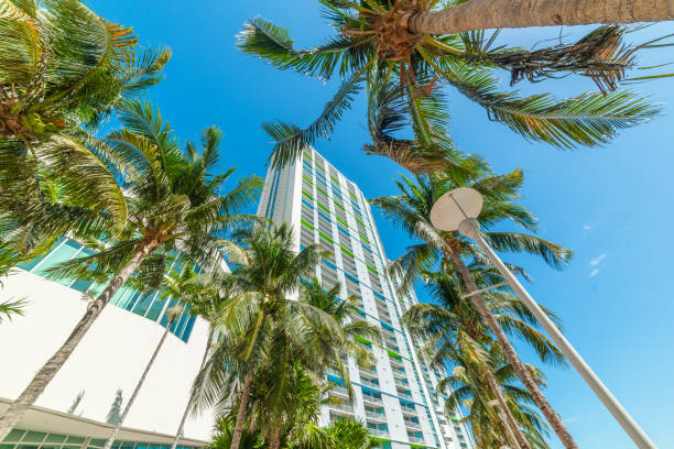 istock Skyscrapers and palm trees in downtown Miami 1356021772
