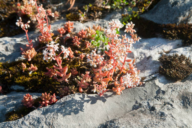 istock Sedum acre lit from behind with natural sunlight 1356021826
