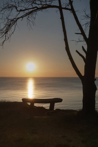 istock Bench by the tree on the sea shore at sunset 1356022231