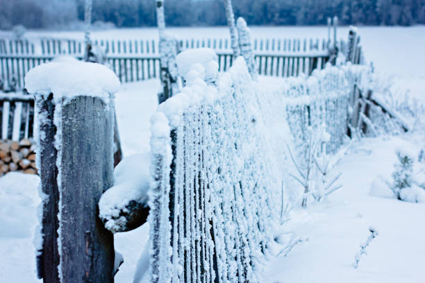 An old, crooked, wooden fence, covered with fluffy snow, against the background of the forest, side view.