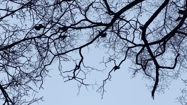 Bird crows on bare branches of trees in the forest against the background of the evening sky.